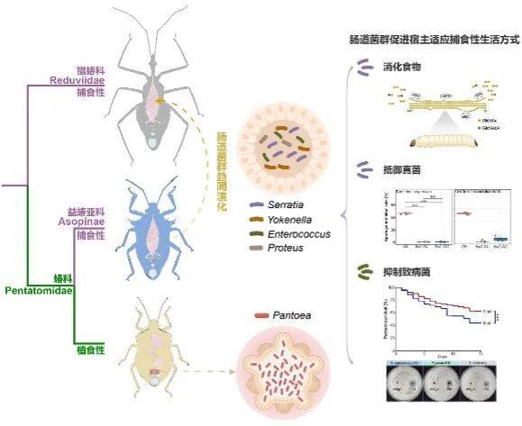 本科、博士毕业于清华大学中国农业大学青年